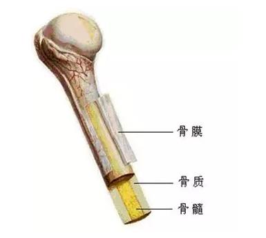 (广东茂名)山东中仁gk超声波骨密度检测仪揭秘骨组织是什么样的?