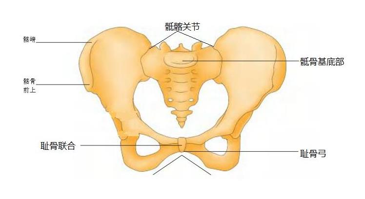 【云南丽江】超声骨密度仪品牌科普知识:骨盆会给身体带来什么伤害?